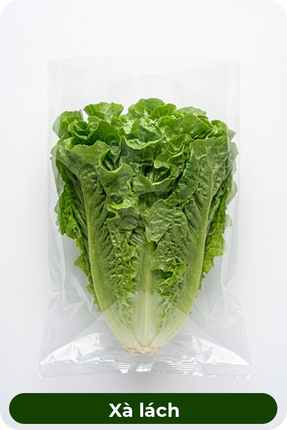 Xà lách
